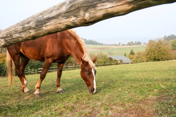 放牧褐色的马 — 图库照片