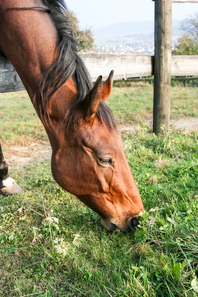 Grasende braune Pferde — Stockfoto