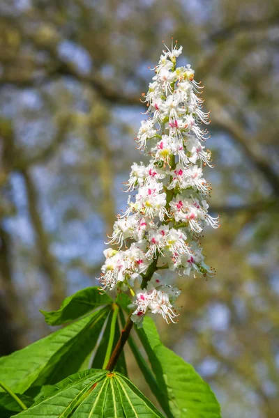 Las castañas florecen — Foto de Stock