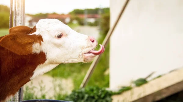 Licking calf — Stock Photo, Image
