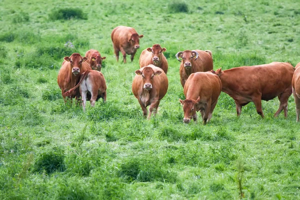 Cow in the green grass — Stock Photo, Image