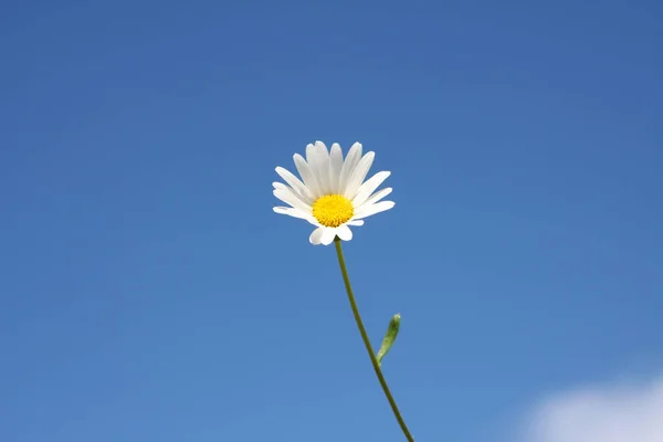 Marguerite Flower en de blauwe hemel achtergrond — Stockfoto