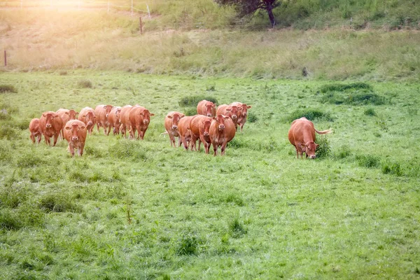 Vache dans l'herbe verte — Photo