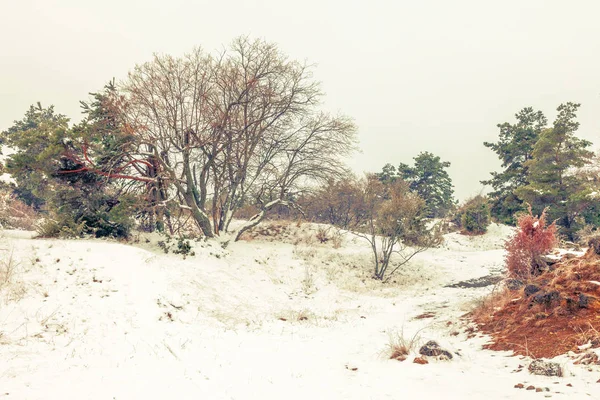 Winter landschaps landschap met een dennenboom — Stockfoto