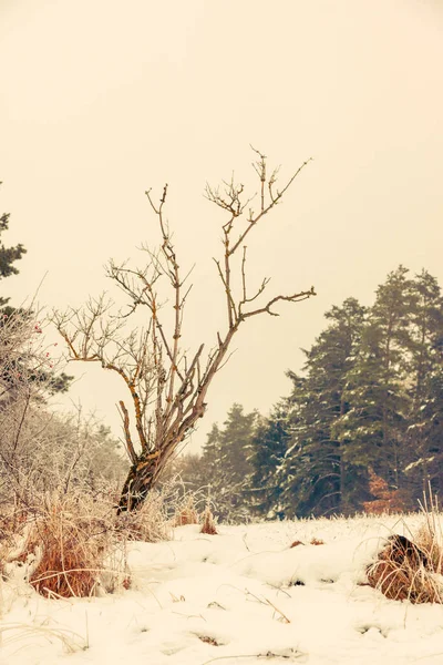 Paisagem de inverno paisagem com um pinheiro — Fotografia de Stock