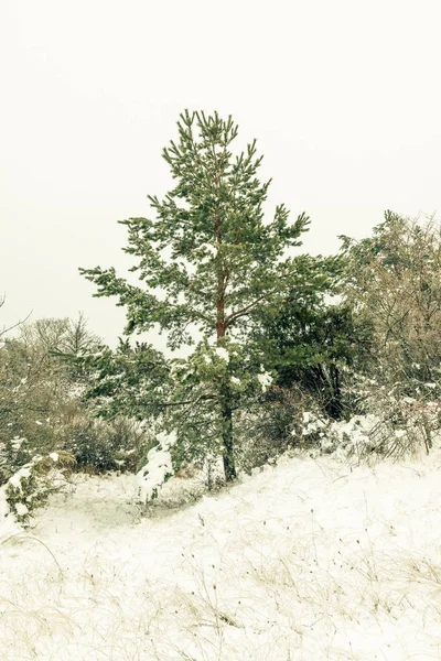 Paesaggio invernale scenario con un pino — Foto Stock