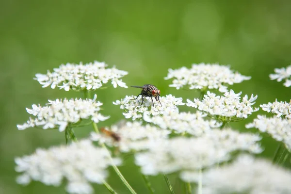 Schöne Bienengewächse blühen im Freien — Stockfoto