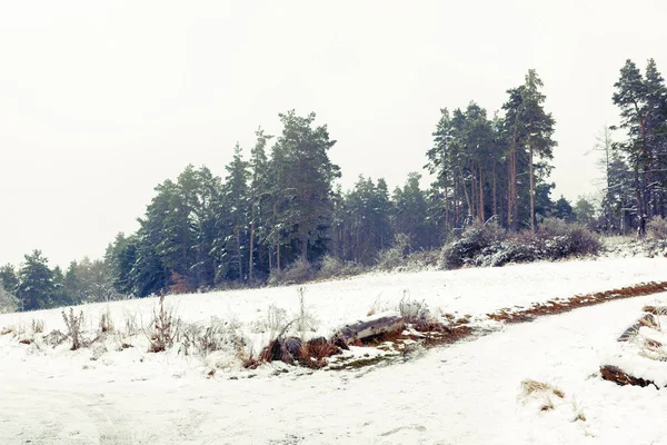 Zimowe krajobrazy krajobrazu z sosny — Zdjęcie stockowe