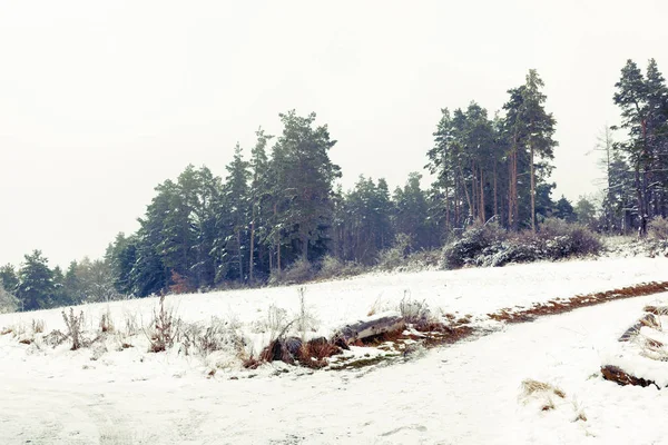 Paisagem de inverno paisagem com um pinheiro — Fotografia de Stock