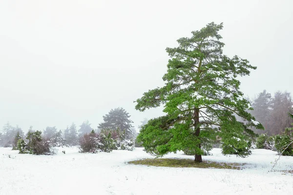 Paisaje de invierno paisaje con un pino — Foto de Stock