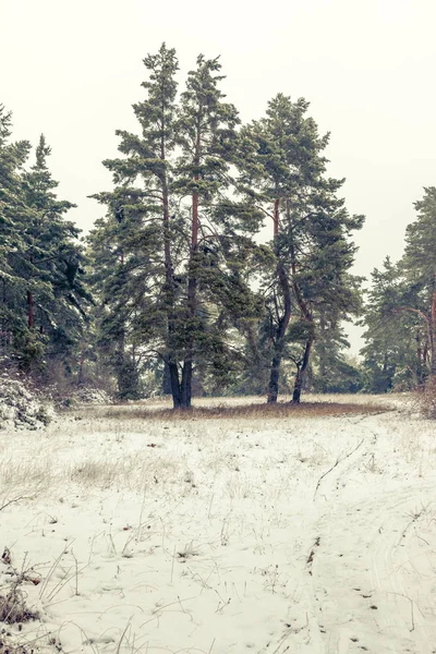 Paesaggio invernale scenario con un pino — Foto Stock