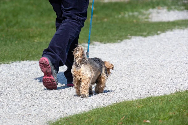 walk with the dog friend