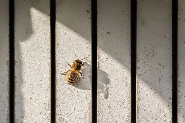 Einsame Biene — Stockfoto