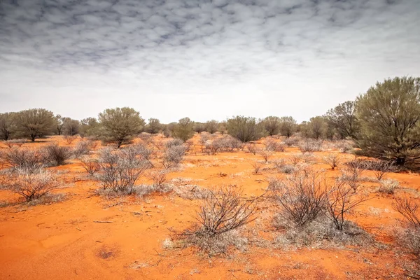 Landschaft des australischen Outbacks — Stockfoto