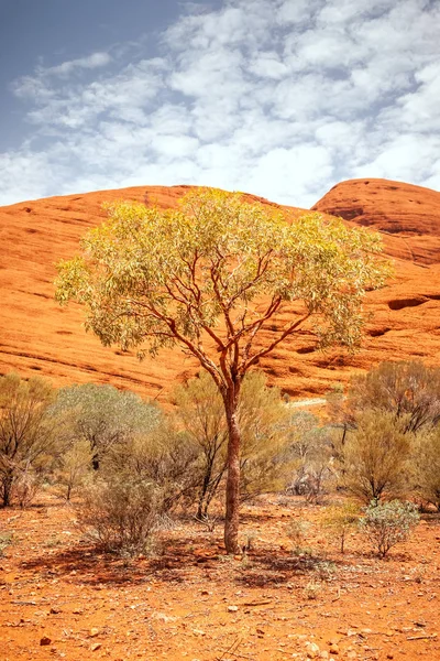 Albero dell'entroterra australiano — Foto Stock