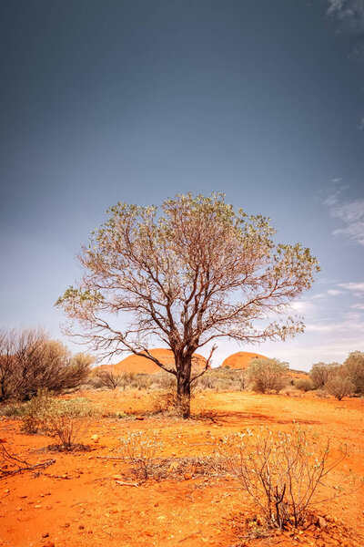 tree of the Australia outback