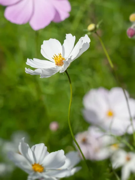 Piękny biały Cosmos bipinnatus kwiat — Zdjęcie stockowe