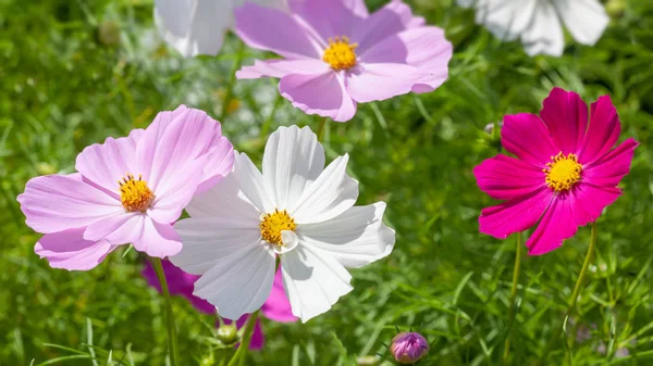 Mooie roze Cosmos bipinnatus bloem — Stockfoto