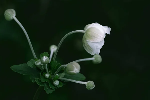 Anemon hupehensis vit blomma — Stockfoto