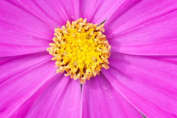 Güzel pembe kozmos bipinnatus çiçeği — Stok fotoğraf