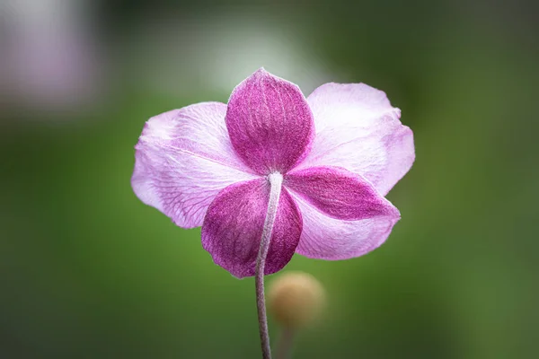 Anemone hupehensis flor rosa — Fotografia de Stock