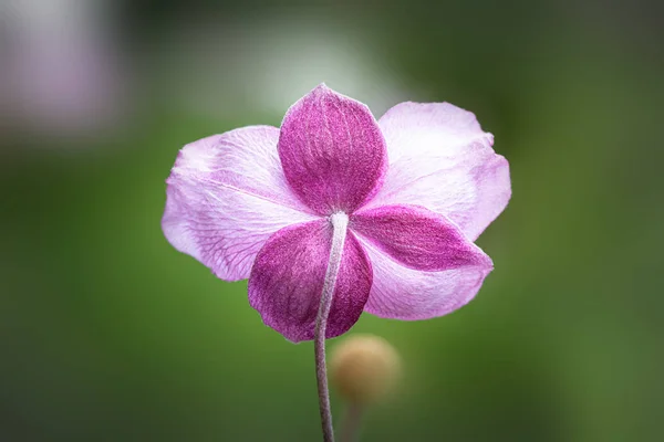 海葵胡彭斯粉红花 — 图库照片