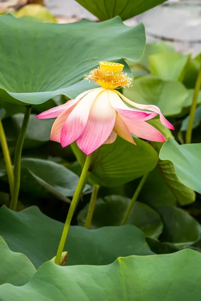 Bahçe havuzunda çiçek açan güzel nilüfer çiçekleri — Stok fotoğraf