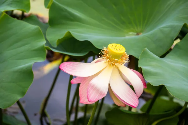 Beautiful lotus flower blossom in the garden pond — Stock Photo, Image