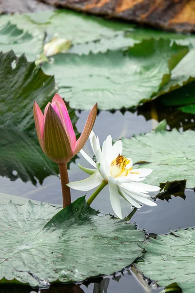 Beautiful pink water lily in the garden pond — Stock Photo, Image