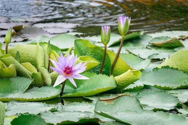 Bahçe havuzunda güzel mor bir su zambağı — Stok fotoğraf