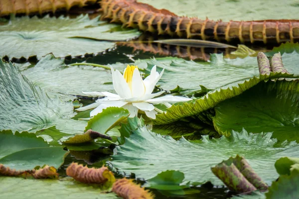 Beautiful white water lily in the garden pond — 스톡 사진
