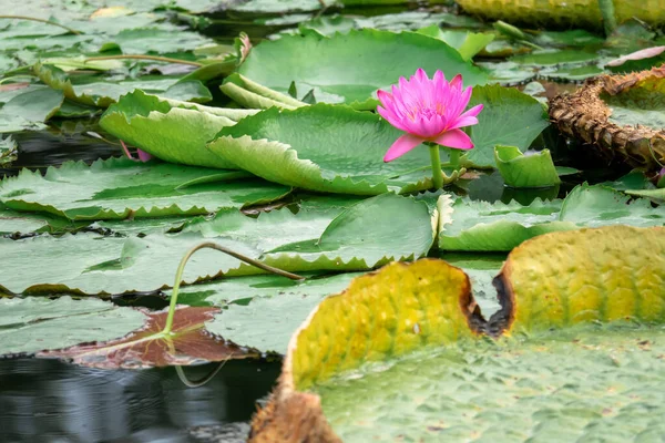 Beautiful pink water lily in the garden pond — Stock Photo, Image