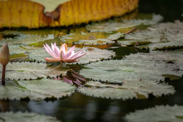 Beautiful pink water lily in the garden pond — Stock Photo, Image