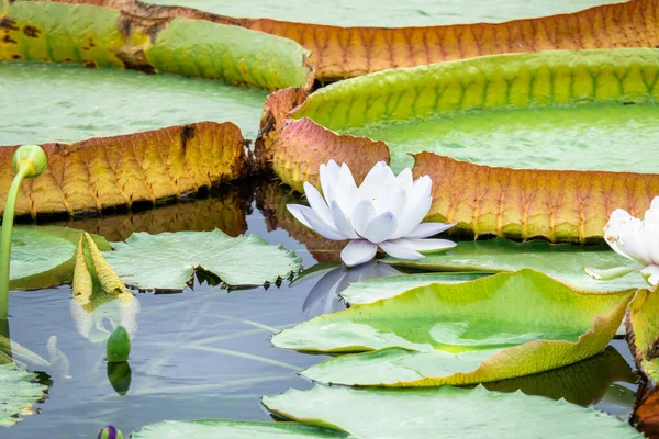 Beautiful white water lily in the garden pond — Stock Photo, Image