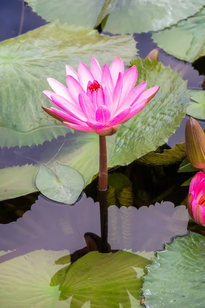 Beautiful pink water lily in the garden pond — Stock Photo, Image