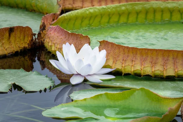 Beautiful white water lily in the garden pond — Stock Photo, Image