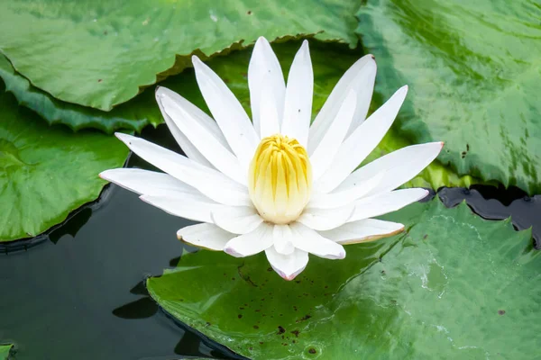 Beautiful white water lily in the garden pond — Stock Photo, Image