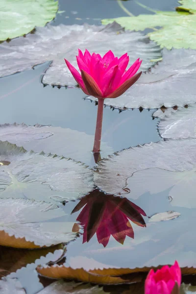 Beautiful pink water lily in the garden pond — Stock Photo, Image