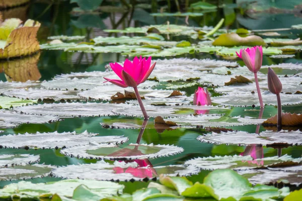 Beautiful pink water lily in the garden pond — Stock Photo, Image