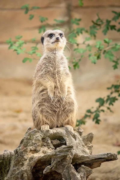 Assistindo belo típico meercat — Fotografia de Stock