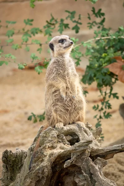Assistindo belo típico meercat — Fotografia de Stock