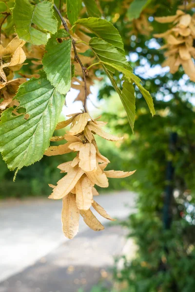 Typiska frön från ett hornbjälksträd — Stockfoto