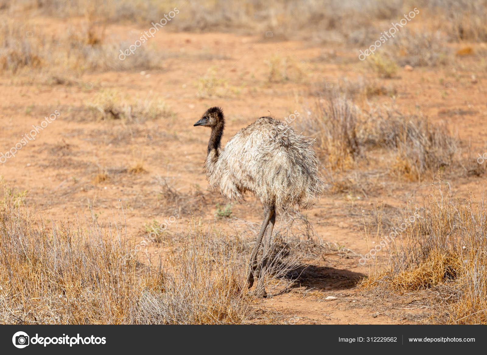 Emu Bird in Stock ©magann 312229562
