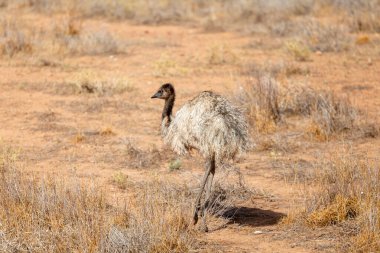 Emu Bird in Australia clipart