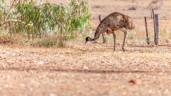 Emu Bird Ausztráliában — Stock Fotó