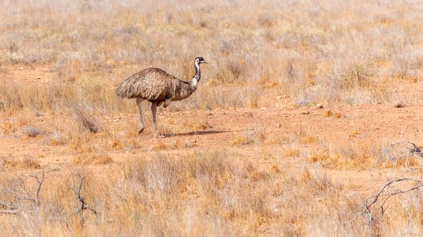 Emu Bird in Australia — Foto Stock