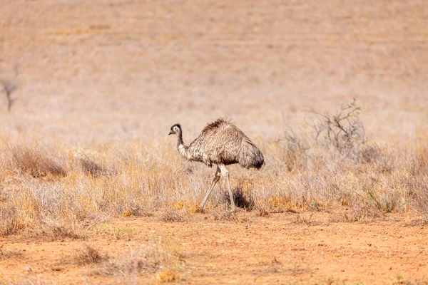 Emu Bird na Austrália — Fotografia de Stock