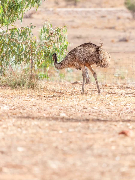 Emu Bird in Australia — Stock Photo, Image