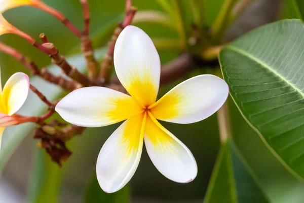 Flor frangipani branca e amarela — Fotografia de Stock