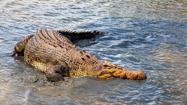 Crocodile Australia — Stock Photo, Image